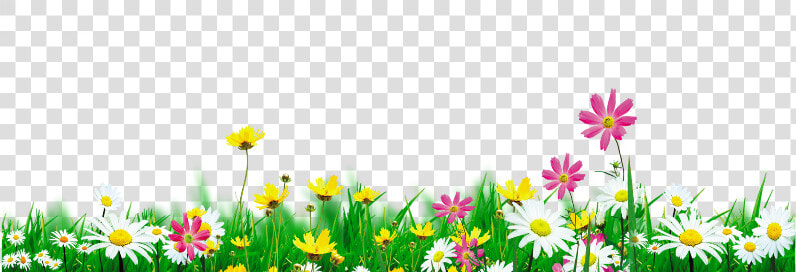  mq  green  grass  flowers  flower  white   Grama Florzinha Png  Transparent PngTransparent PNG