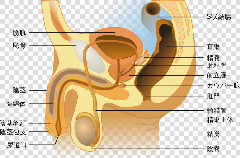 Male Sexual And Reproductive Systems  HD Png DownloadTransparent PNG