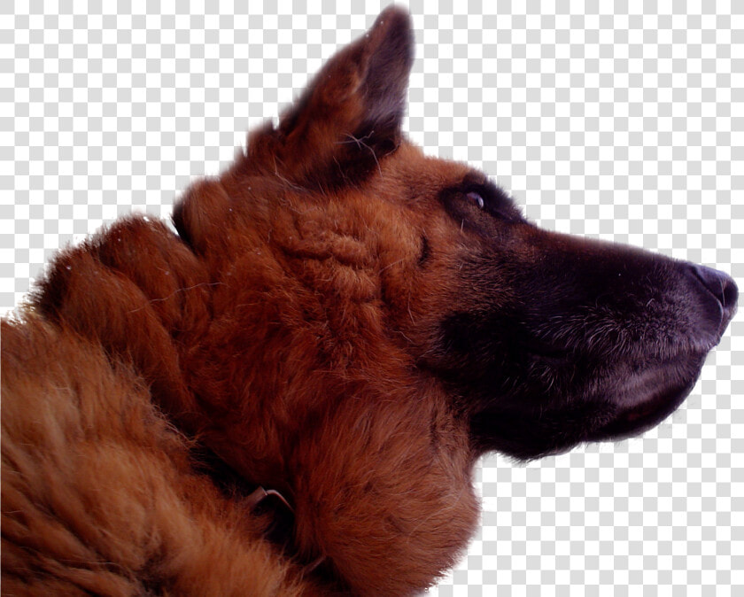 German Shepherd   Deutscher Schäferhund  folder Vi    Deutschland Flag  HD Png DownloadTransparent PNG