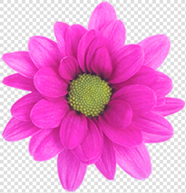 Daisy Purple Free Png Image   Daisy  Transparent PngTransparent PNG