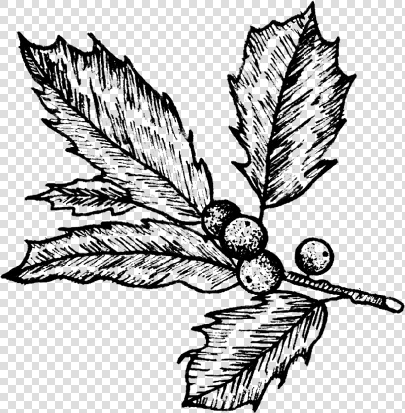 Holly   Holly   Holly   Mistletoe Tattoo   Png Download   Black And White Holly Drawing  Transparent PngTransparent PNG