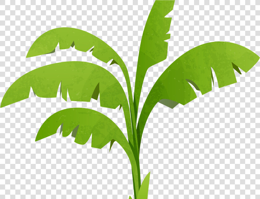 Transparent Banana Tree Png Clipart   Png Download   Banana Tree Vector Png  Png DownloadTransparent PNG