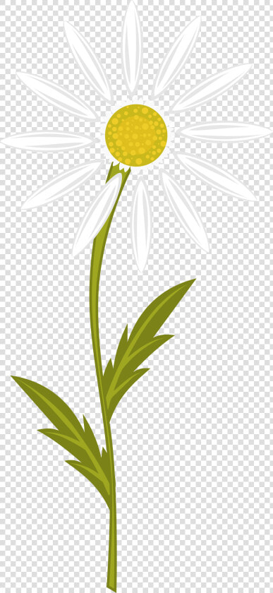 Camomile Clipart  HD Png DownloadTransparent PNG