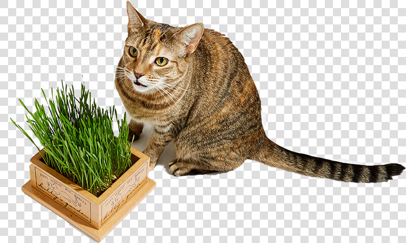 Cat Easter Basket   Domestic Short haired Cat  HD Png DownloadTransparent PNG