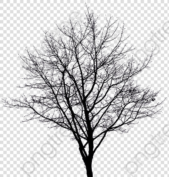 Apple Tree Clipart Winter   Winter Tree Silhouette Png  Transparent PngTransparent PNG