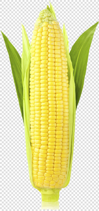 Corn Png Image   Ear Of Corn Transparent  Png DownloadTransparent PNG