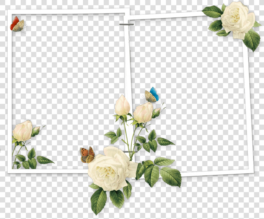 Raphael Of Flowers Pierre Joseph Redoute  HD Png DownloadTransparent PNG