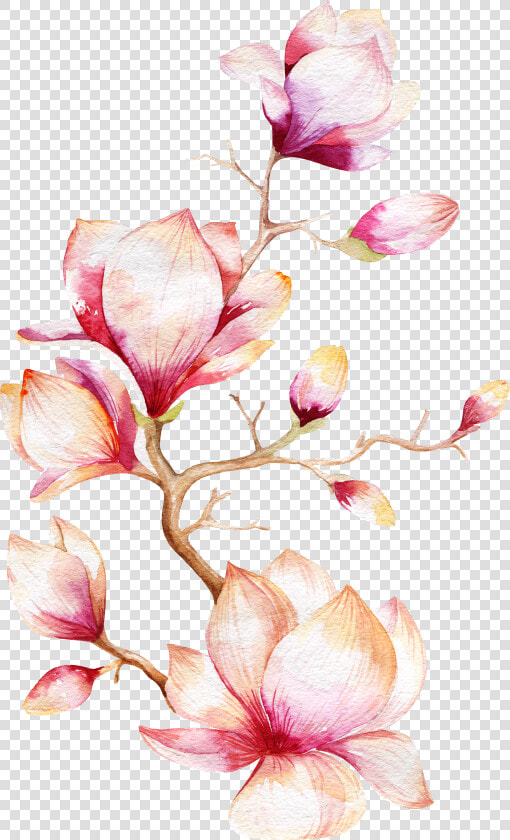 Flower Magnolia Tree Watercolor Painting Orchid Clipart   Magnolia Flower Watercolor Png  Transparent PngTransparent PNG