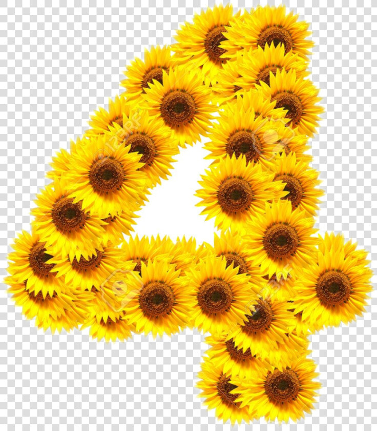  numero4  girasoles🌻  freetoedit   Numero 4 En Girasol  HD Png DownloadTransparent PNG