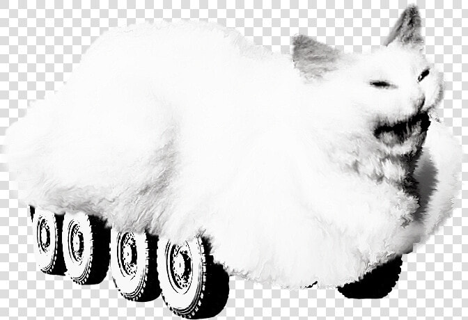 Whiskers White Black And White Whiskers   Cat Yawns  HD Png DownloadTransparent PNG