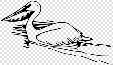 Pelican Vector Image   Pelicans Clipart  HD Png DownloadTransparent PNG