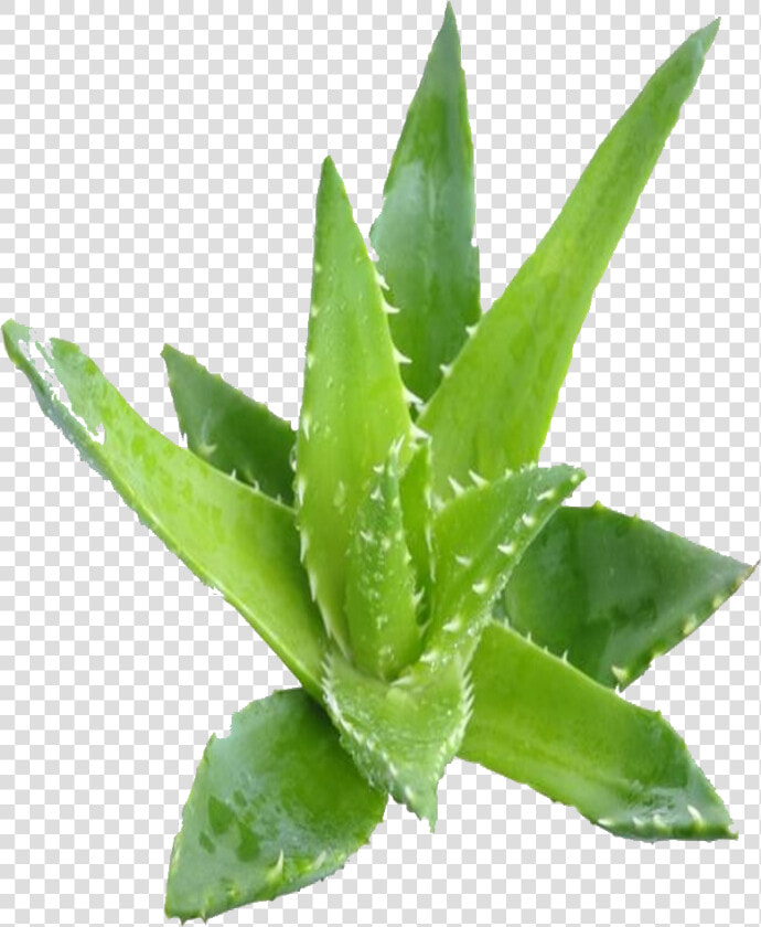 Z 646 Z 646   Aloe Vera Plante Png  Transparent PngTransparent PNG