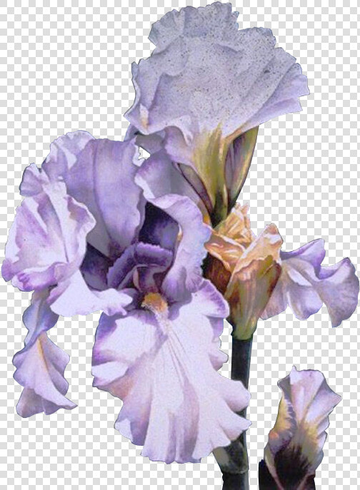 Orris Root Clip Art Irises Flower Gif   Arleta Pech  HD Png DownloadTransparent PNG