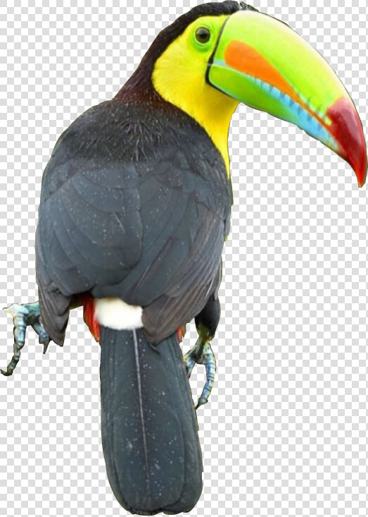  tucan   Toucan  HD Png DownloadTransparent PNG