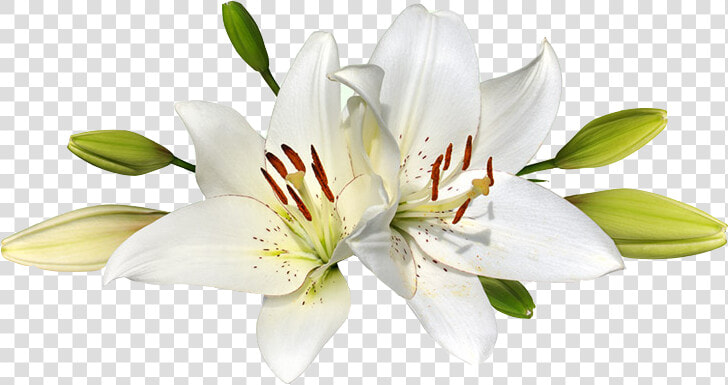 Easter Lily Png   Transparent Transparent Background Easter Lilies  Png DownloadTransparent PNG