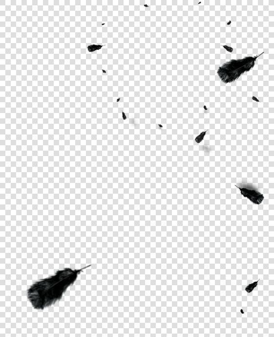 And Floating Euclidean Vector Black Feather White Clipart   Feather  HD Png DownloadTransparent PNG