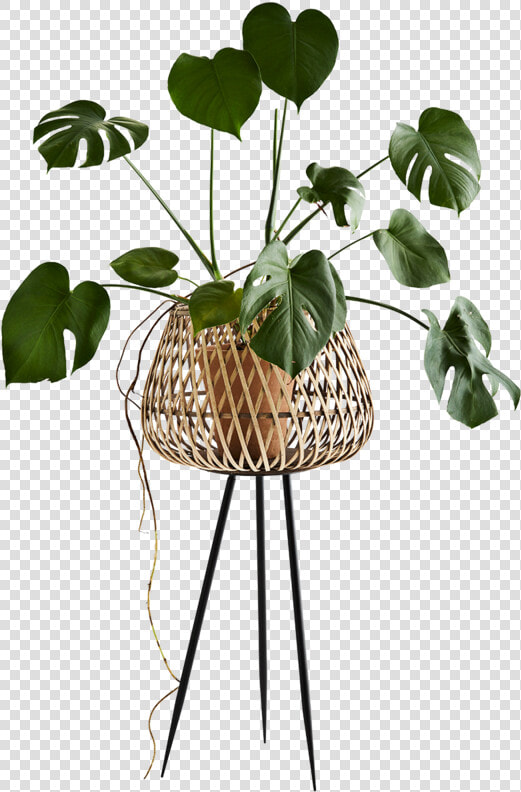 Cache Pot Sur Pied  HD Png DownloadTransparent PNG