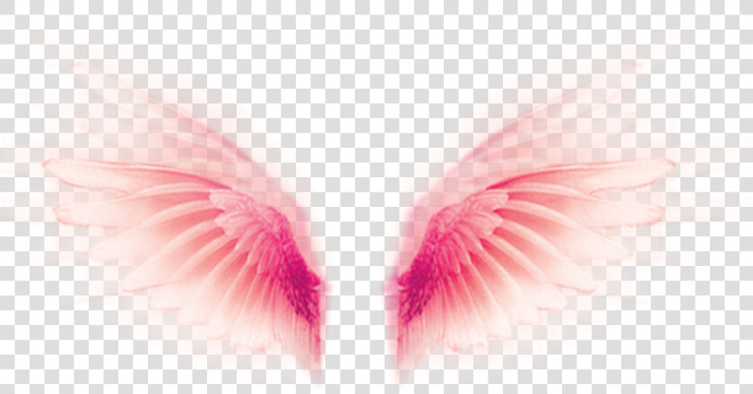  wings  fly  tumblr  rosa  pink  pastel  cute  fofo   Close up  HD Png DownloadTransparent PNG