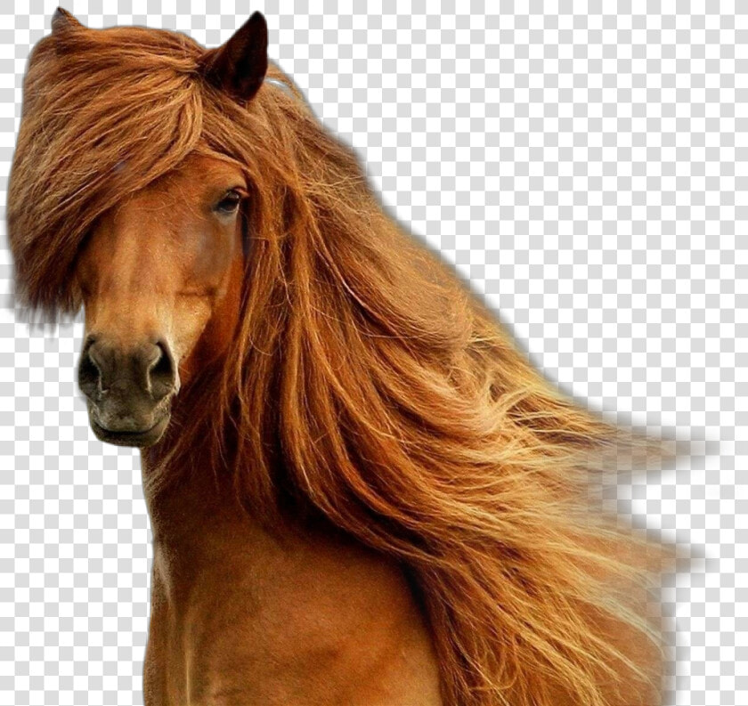 Horse Brown Brownhorse Beatiful Horseface   Brown Horse Long Hair  HD Png DownloadTransparent PNG