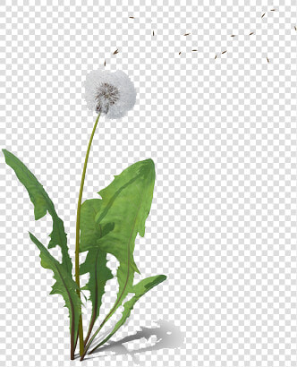 Dandelion Png Free Background   Dandelion  Transparent PngTransparent PNG