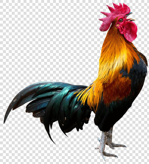 Rooster Transparent Background Png   Crowing Rooster  Png DownloadTransparent PNG