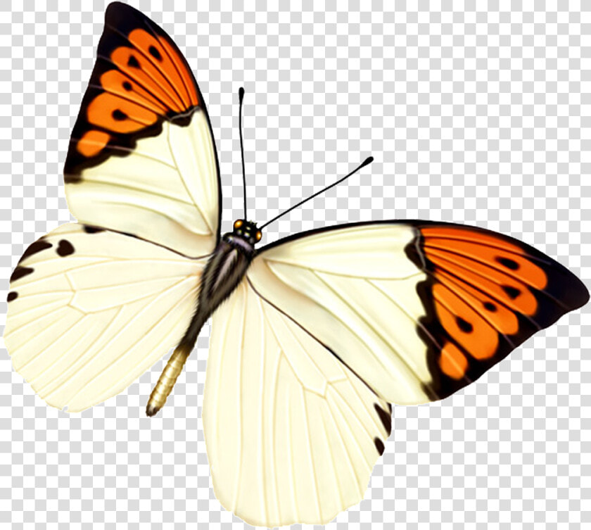 Hd Beautiful Colorful Butterfly Png   Papel De Parede De Borboleta Rosa  Transparent PngTransparent PNG