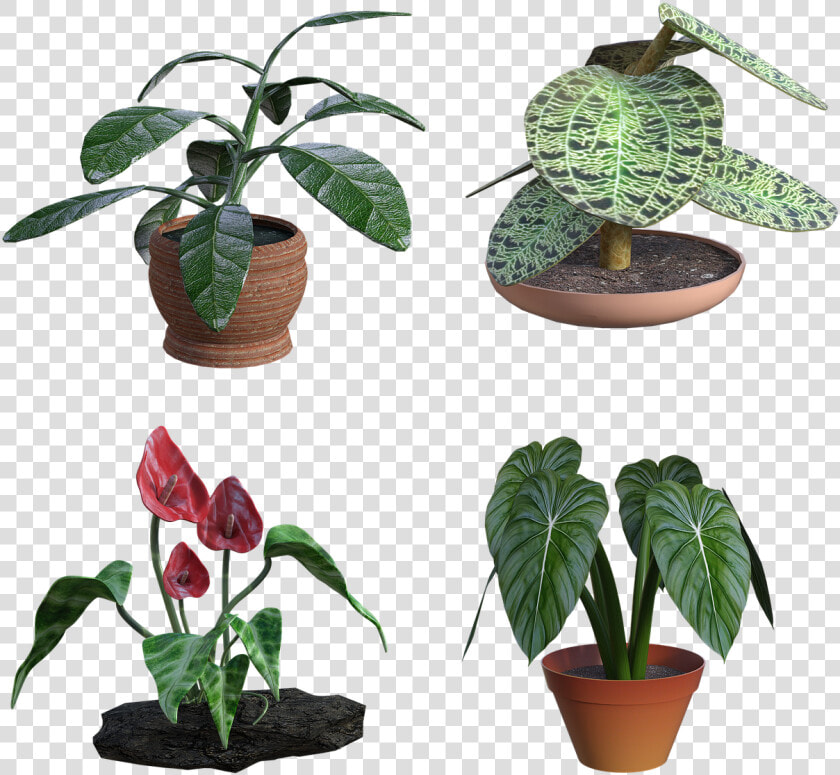 Houseplant  HD Png DownloadTransparent PNG