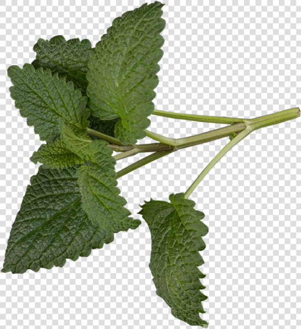 Transparent Spearmint Png   Hemp Family  Png DownloadTransparent PNG