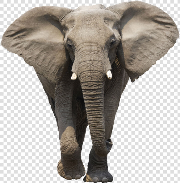 Asian Elephant Clipart Gray Elephant   Elephant Png  Transparent PngTransparent PNG