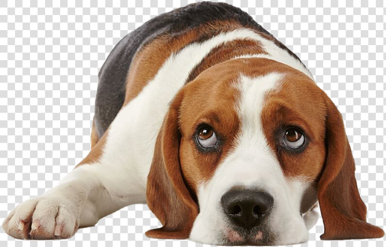 Beagle Png Free Image   Beagle Dog Png  Transparent PngTransparent PNG