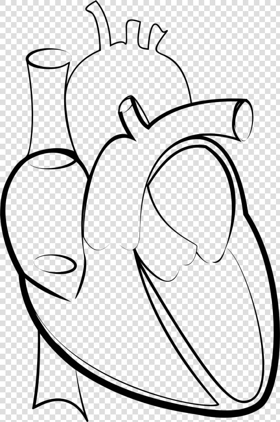 Heart Line Art Clip Arts   Congestive Heart Failure Drawing  HD Png DownloadTransparent PNG