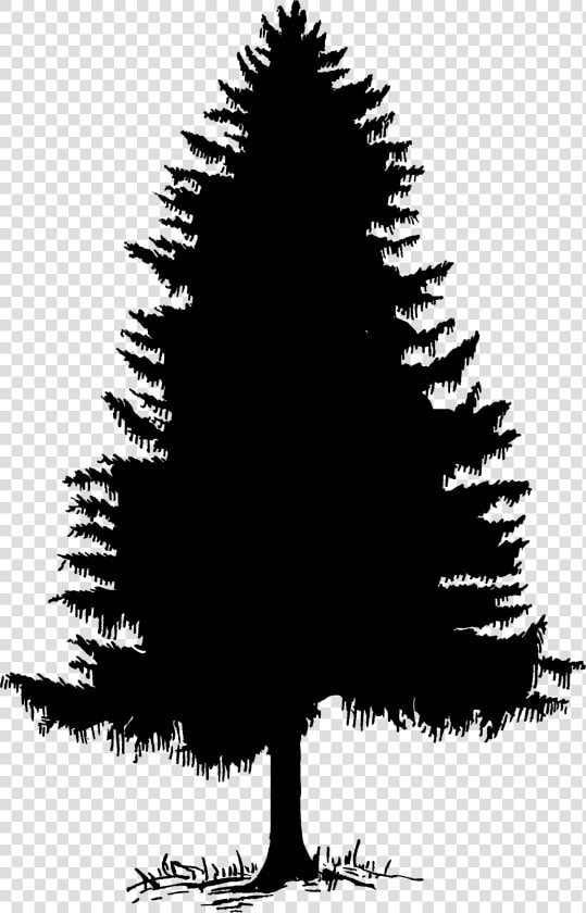 Clip Art Tree Silhouette Cedar Pine   Cedar Tree Clip Art  HD Png DownloadTransparent PNG