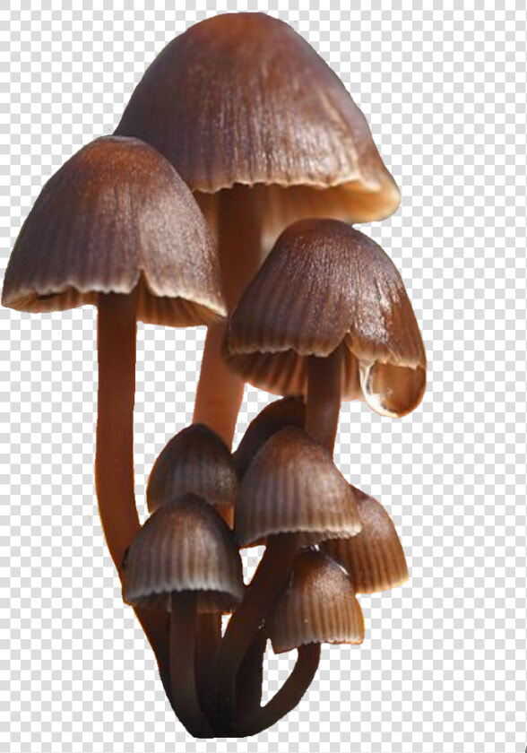  mushroom  mushrooms  fungi  brown   Oyster Mushroom  HD Png DownloadTransparent PNG