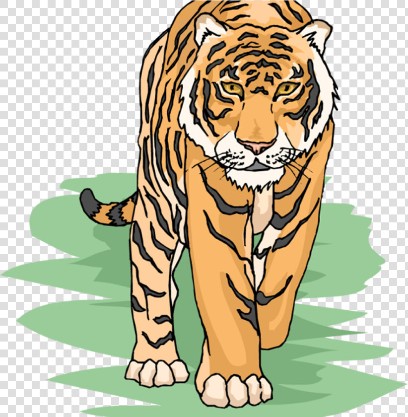 Free Tiger Clipart Cool   Tiger Clipart  HD Png DownloadTransparent PNG