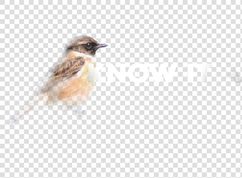 House Sparrow   Png Download   House Sparrow  Transparent PngTransparent PNG