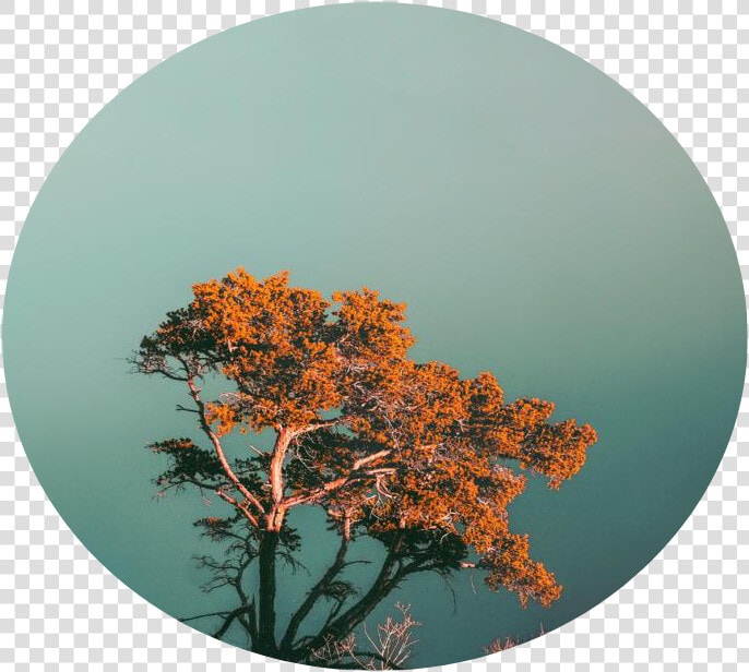  africa  tree  baobab  sky  circle  background   Jimin  HD Png DownloadTransparent PNG