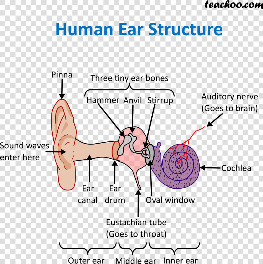 Human Ear Structure   Structure Of Ear  HD Png DownloadTransparent PNG