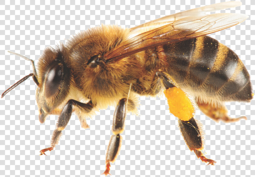 Bees Transparent Africanized   Honey Bee  HD Png DownloadTransparent PNG