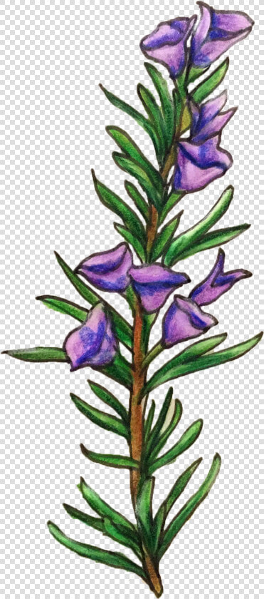 Rosemary Flower Illustration Png Clipart   Png Download   Rosemary Clipart  Transparent PngTransparent PNG