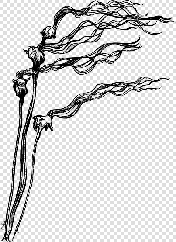 Bull Kelp Illustration  HD Png DownloadTransparent PNG