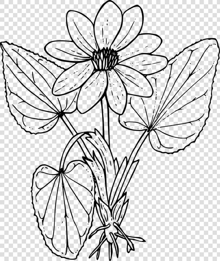 Marsh Marigold   Wild Flowers Colouring Sheets  HD Png DownloadTransparent PNG