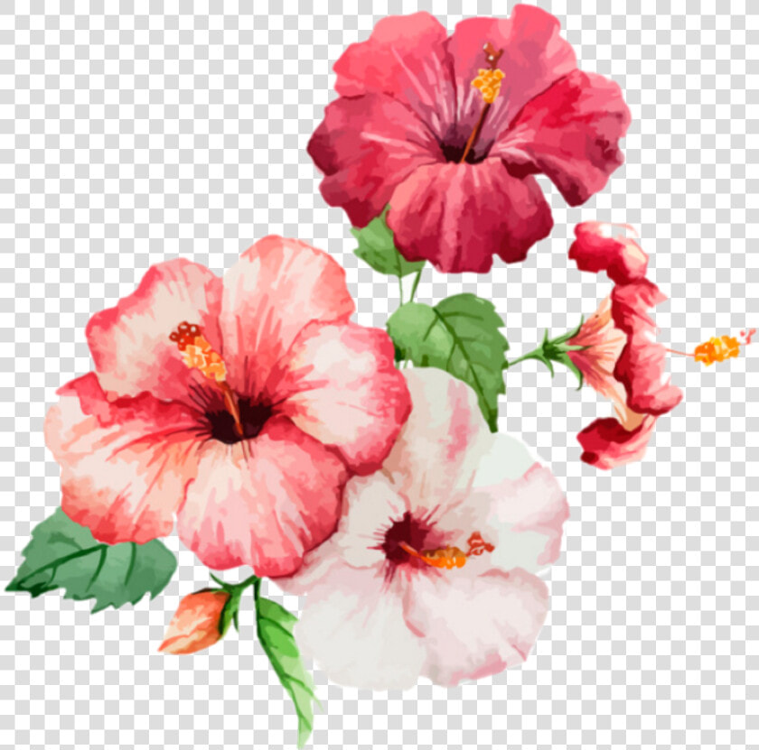 Flower Flowers Spring Spring   ภาพ สี น้ำ ดอก ชบา  HD Png DownloadTransparent PNG