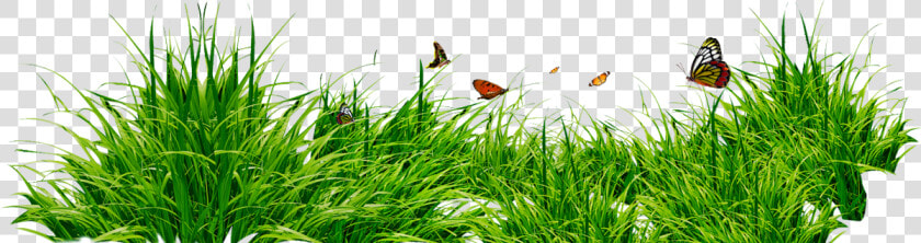 Bordes Decorativos Png   Grass Png Without Background  Transparent PngTransparent PNG