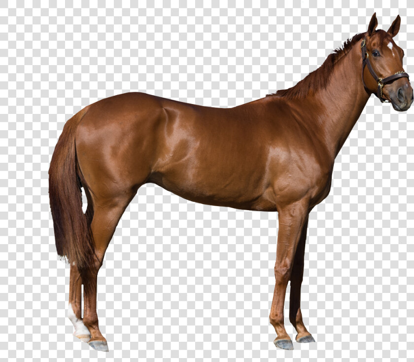 Horse Stock Photography Royalty free   Free Transparent Images Horse  HD Png DownloadTransparent PNG