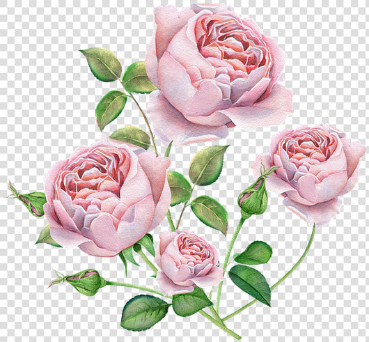 Rose  English  Rose Watercolor Roses  Pink Color   English Rose Watercolor  HD Png DownloadTransparent PNG