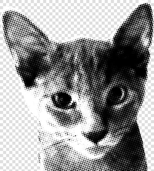 Devon Rex  HD Png DownloadTransparent PNG