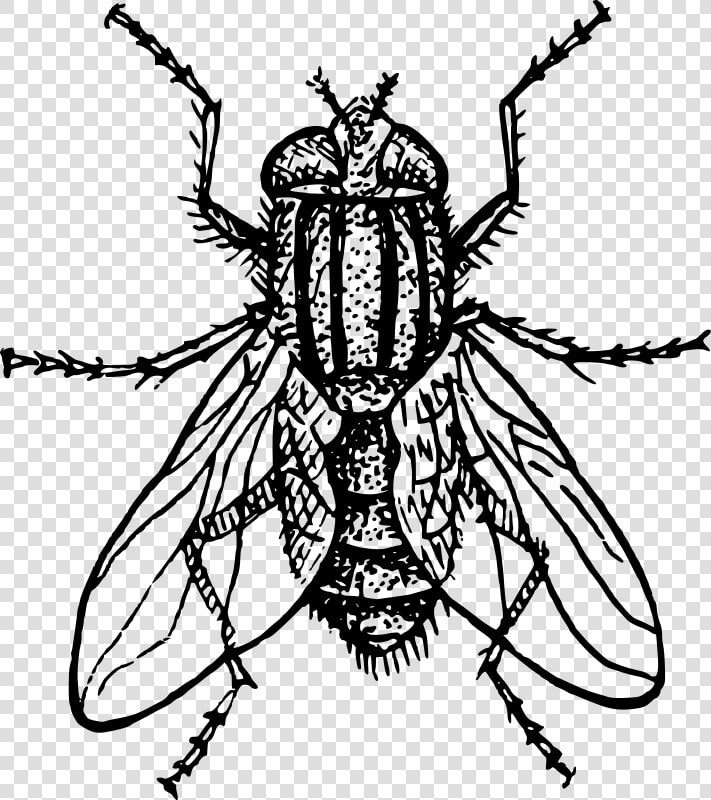 Transparent Flying Bug Png   House Fly Clipart  Png DownloadTransparent PNG