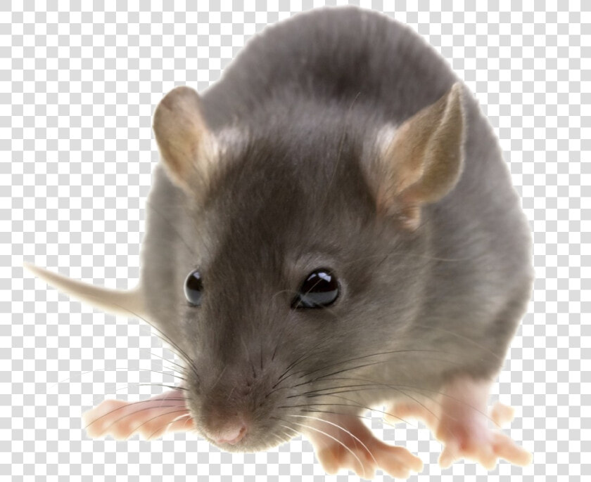 Rat Png Image With Transparent Background   Pest Control  Png DownloadTransparent PNG