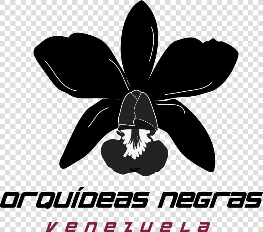 Orquídeas Negras Rugby Foundation   Orquideas Negras Venezuela  HD Png DownloadTransparent PNG