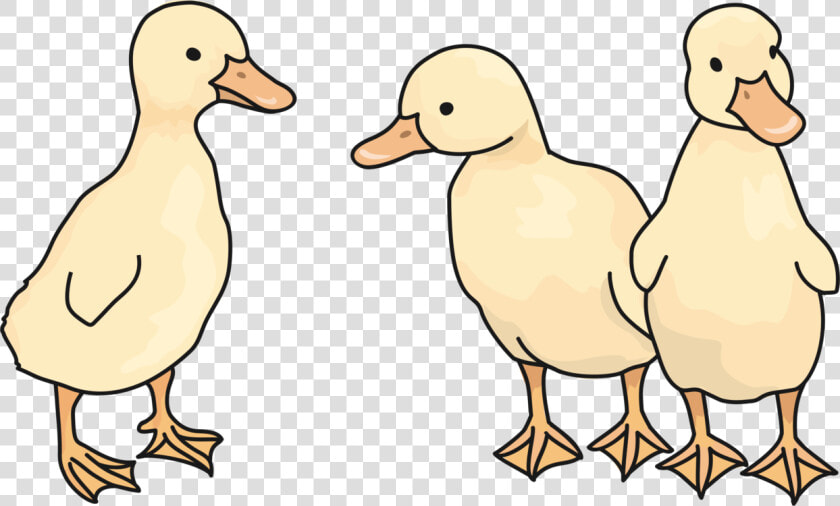 Wildlife ducks Geese And Swans american Black Duck   Duck  HD Png DownloadTransparent PNG